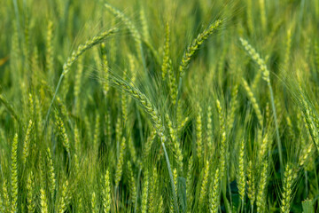 Wheat Crops and Background Texture with Selective Focus