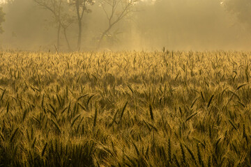 Wheat field and background in the golden morning sun with a light mist