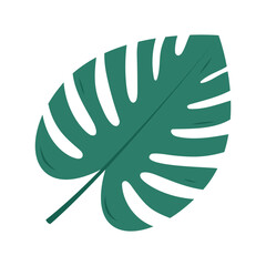 Large green monstera leaf isolated on a white background for decoration