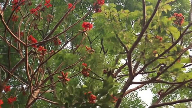 Tree with striking red star-shaped flowers. Vibrant floral contrast against lush green canopy. Nature's beauty in full bloom.