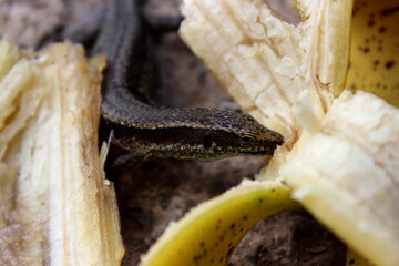 Madeira-Eidechse, Madeira-Mauereidechse, Eidechse,