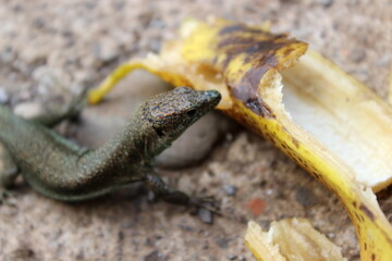 Madeira-Eidechse, Madeira-Mauereidechse, Eidechse,