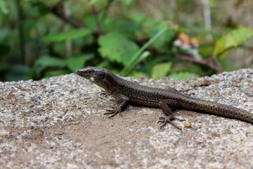 Madeira-Eidechse, Madeira-Mauereidechse, Eidechse,