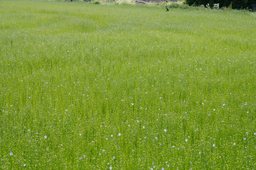 Commes, France - 05 15 2025: Bessin Bayeusain. Detail view of flax field and its blue-flowered...