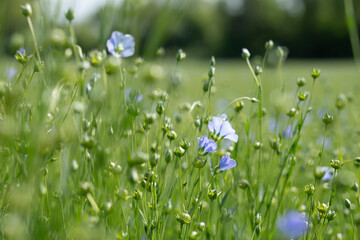 Commes, France - 05 15 2025: Bessin Bayeusain. Detail view of flax field and its blue-flowered...