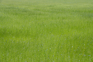 Commes, France - 05 15 2025: Bessin Bayeusain. Detail view of flax field and its blue-flowered...