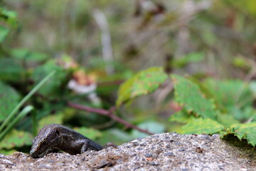 Madeira-Eidechse, Madeira-Mauereidechse, Eidechse,