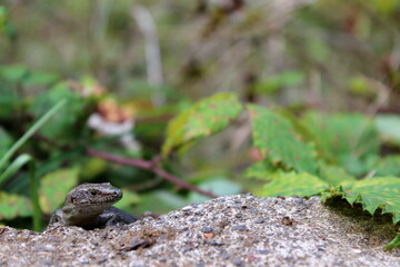 Madeira-Eidechse, Madeira-Mauereidechse, Eidechse,