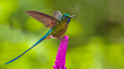 Fototapeta premium Violet tailed sylph (Aglaiocercus coelestis) in Buenaventura Lodge, Ecuador