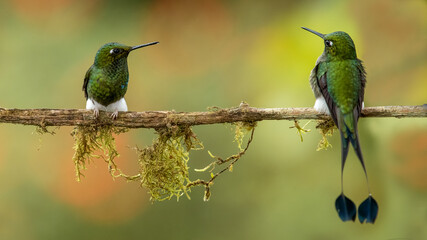 Crowned Dryad and Lesser Rackettail