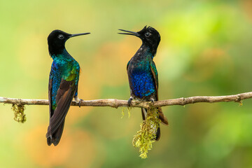 Velvet-purple Coronet (Boissonneaua jardini) equatorial hummingbirds.