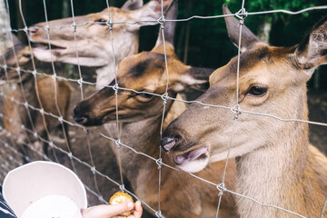 Children and adults feeding young deer in animal rescue rehabilitation center. Enjoying time in zoo or farm. Wildlife park