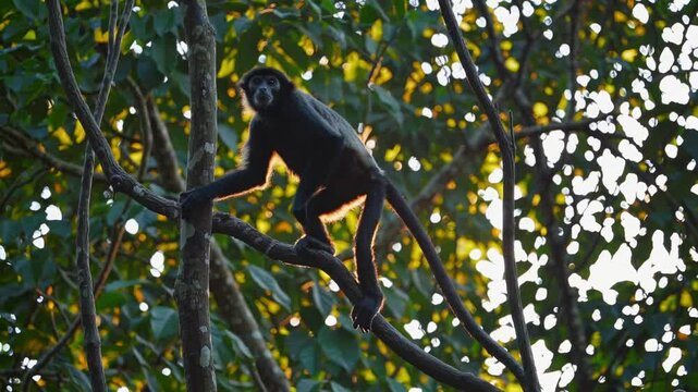 A low-angle shot captures a spider monkey on a tree branch, backlit by the sun, creating a silhouette effect in a nature video style.