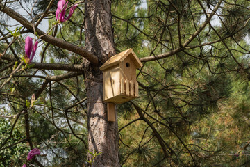 Wooden birdhouse hangs on thick trunk pine tree Pinus parviflora Glauca amidst green pine needles and blooming pink flowers.
