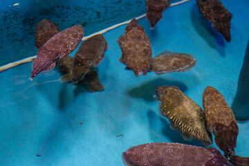 A school of colorful fish are swimming gracefully in a blue tank