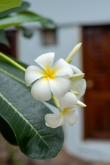An extreme close up of a beautiful white flower featuring a yellow center
