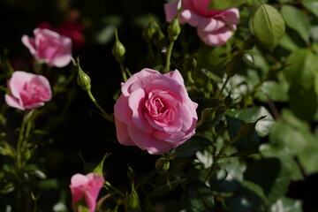 pink valentine rose at different scales with close-ups