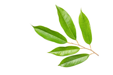 Durian leaves on white