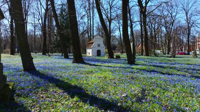Early spring snowdrops cover cemetery ground in Lielie Kapi, Riga&rsquo;s Brasas area