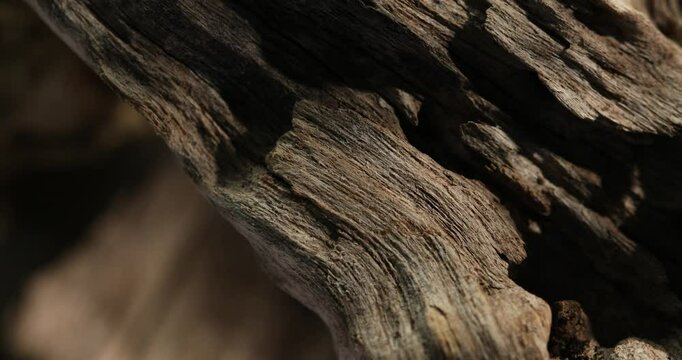 Close-up of weathered driftwood with rough texture and natural curves
