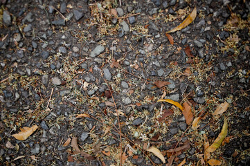 Dry Leaves and Flowers on Rocky Soil – Natural Ground Texture Background

