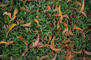 Fallen Dry Leaves on Green Grass – Autumn Ground Texture Background
