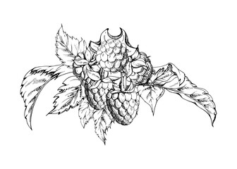 Raspberry berries and leaves asymmetrical bunch cluster group, hand drawn in vector ink, ripe forest garden berry. Isolated botanical illustration for restaurant, dessert menu, wedding, farmers market