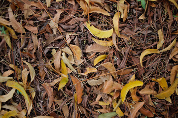 Fallen Dry Leaves with New Sprouts – Natural Forest Floor Texture