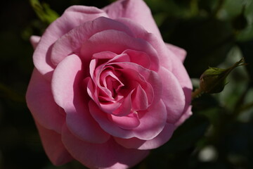 pink valentine rose at different scales with close-ups
