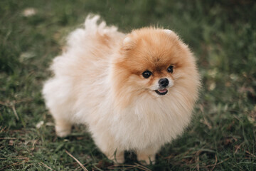brown pomeranian puppy on grass