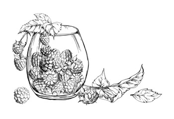 Raspberry in translucent glass with leaves on stalks hand drawn in vector ink. Ripe picked berry cloudberry dewberry mulberry harvest. Isolated illustration. Farmers market grocery preserves dessert