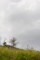 Lonely trees on a grassy hillside beneath a moody sky in the Alborz mountains, capturing the contrast between spring growth and the starkness of bare branches.