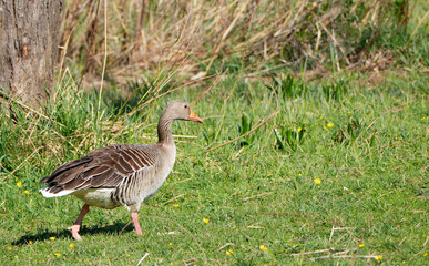 A greylag goose (Anser anser) walking gracefully on a green grassy meadow