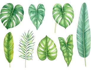 Set of tropical leaves. Jungle, botanical watercolor illustrations, floral elements, palm leaves, fern and others.creativity, cut out, herb, idyllic, photography, rainforest, color image, abstract,