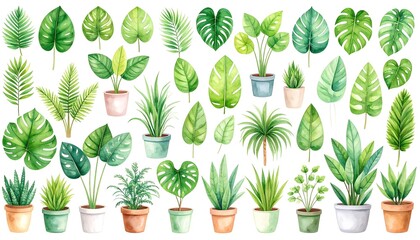 Watercolor image with tropical leaves and leaves of indoor plants. Home plant in pots. Greenery. Juicy. Floral design element. Perfect for invitations, cards, prints, photo, art, illustration, design,