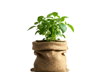 Resilience A Young Plants Emergence isolated on transparent baackground