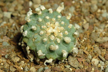 Close up lophophora williamsii on artificial habitat, live at rocky stone ground on desert