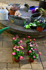 Spring work in the garden. The wife is preparing new boxes with daisies. There are empty boxes on the well, gloves and next to them 6 daisies ready to be planted in the boxes.