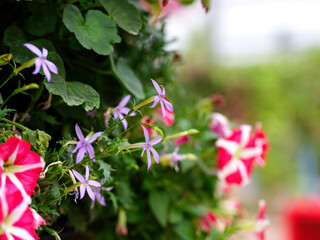 Fototapeta premium Close-up of purple Isotoma (Lorencia) flowers in full bloom