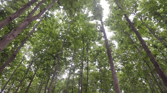 Teak trees in forestry plantations in Chiang Mai ,Thailand.