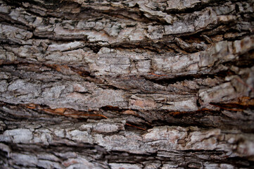 Fallen Dry Leaves with New Sprouts – Natural Forest Floor Texture

