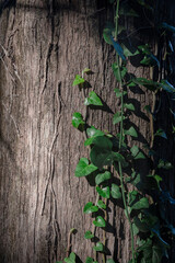 green ivy leaves on a tree trunk