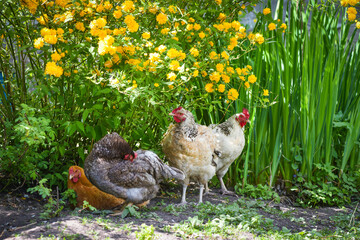 Hens under a spring bush of yellow flowers. Free range chickens on a lawn