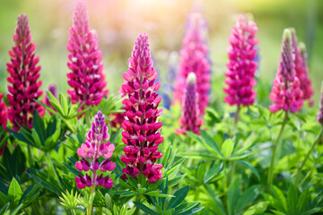 Lupinus, lupine field with pink, purple and blue flowers. Flower background.