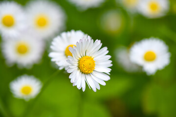 Delicate white Daisies or Bellis perennis flowers on a natural background in the garden, beautiful floral background photographed with selective focus