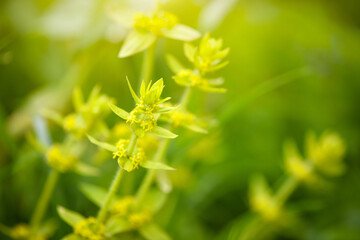 Crosswort - Cruciata laevipes, that is a species of flowering plant in the family Rubiaceae. Selective focus