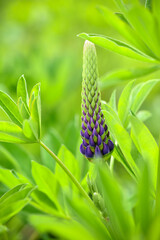 Purple lupine bud (Lupinus) on a natural background in the garden. Flower background.