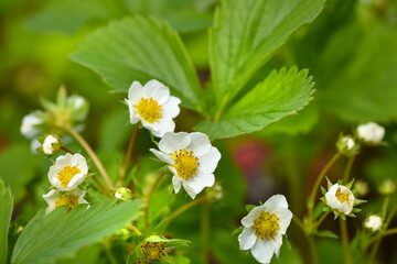 Strawberry blossom. White strawberry flowers in spring season. Selective focus
