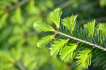 Branches fir tree (Abies alba) with young new shoots on a natural green background in spring forest. Natural background