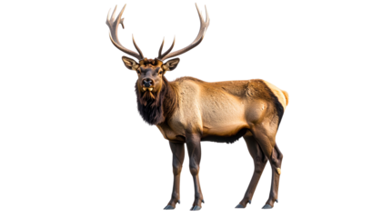 elk isolated on transparent background
